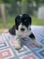 Aria , a female Aussiedoodle for sale in Houston, TX – 4 of 9