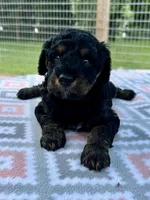 Maverick, a male Aussiedoodle for sale in Houston, TX – 6 of 7