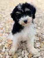 Girl3, a female Poodle - Miniature  for sale in Houston, TX – 2 of 8