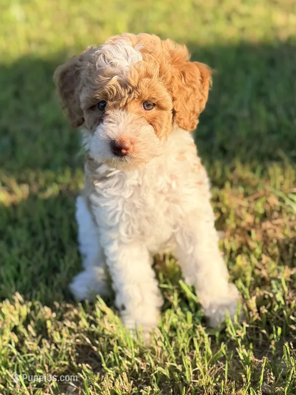 Girl1  – Poodle - Miniature  puppy for sale in Houston, TX