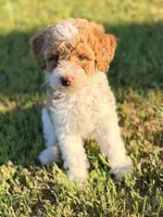 Girl1 , a female Poodle - Miniature  for sale in Houston, TX – 1 of 10