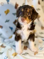 Tan girl, a female Miniature Aussiedoodle for sale in Houston, TX – 7 of 8