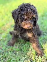 Girl2, a female Poodle - Miniature  for sale in Houston, TX – 3 of 8