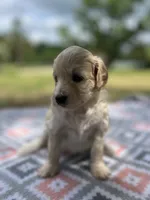 Lucy, a female Miniature Aussiedoodle for sale in Houston, TX – 6 of 8