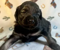 Betsy, a female Miniature Aussiedoodle for sale in Houston, TX – 2 of 3