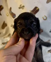 Betsy, a female Miniature Aussiedoodle for sale in Houston, TX – 1 of 3