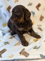 Girl2, a female Poodle - Miniature  for sale in Houston, TX – 4 of 8