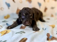 Girl 2, a female Poodle - Miniature  for sale in Houston, TX – 3 of 4
