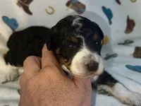 Aria , a female Aussiedoodle for sale in Houston, TX – 1 of 2