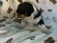 Aria , a female Aussiedoodle for sale in Houston, TX – 2 of 2