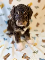 Dark tan , a male Miniature Aussiedoodle for sale in Houston, TX – 4 of 6