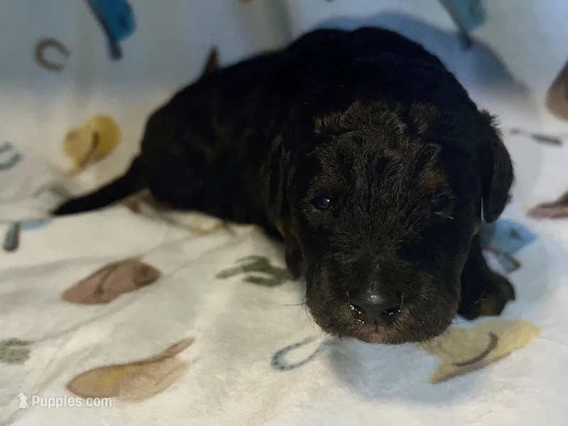 Maverick – Aussiedoodle puppy for sale in Houston, TX