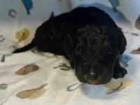 Maverick, a female Aussiedoodle for sale in Houston, TX – 1 of 3