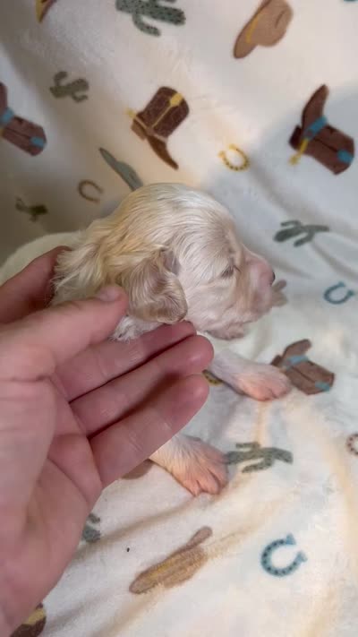 Bo, a male Miniature Aussiedoodle for sale in Houston, TX – 3 of 3