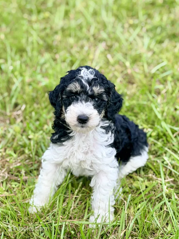 Girl3 – Poodle - Miniature  puppy for sale in Houston, TX