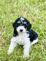 Girl3, a female Poodle - Miniature  for sale in Houston, TX – 1 of 5