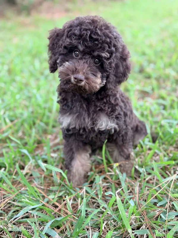 Girl 2 – Poodle - Miniature  puppy for sale in Houston, TX