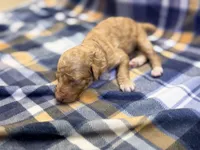 Boy2, a male Poodle - Miniature  for sale in Houston, TX – 2 of 2