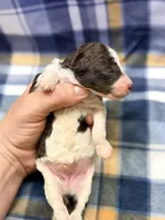 Girl3, a female Poodle - Miniature  for sale in Houston, TX – 3 of 3