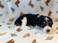 Girl3, a female Poodle - Miniature  for sale in Houston, TX – 1 of 3