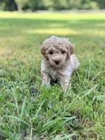Girl6, a female Poodle - Miniature  for sale in Houston, TX – 2 of 5