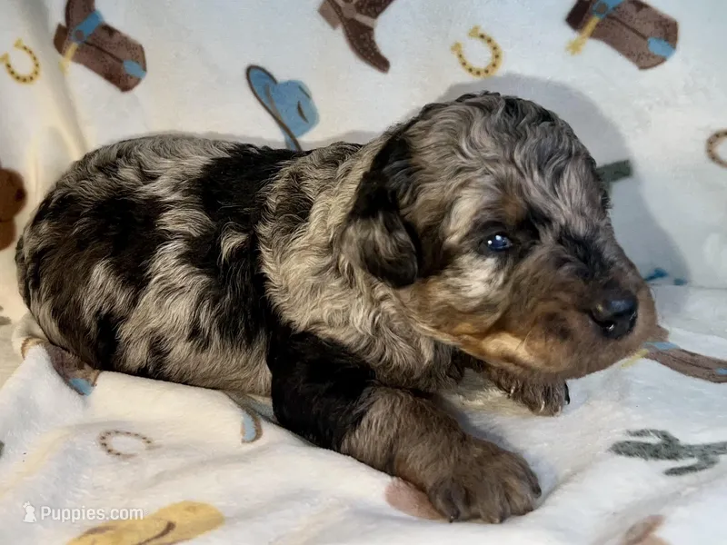 Everest – Aussiedoodle puppy for sale in Houston, TX