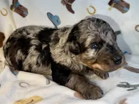 Everest, a female Aussiedoodle for sale in Houston, TX – 1 of 3