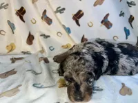 Everest, a female Aussiedoodle for sale in Houston, TX – 2 of 3