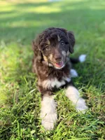 Yellow girl, a female Miniature Aussiedoodle for sale in Houston, TX – 3 of 8