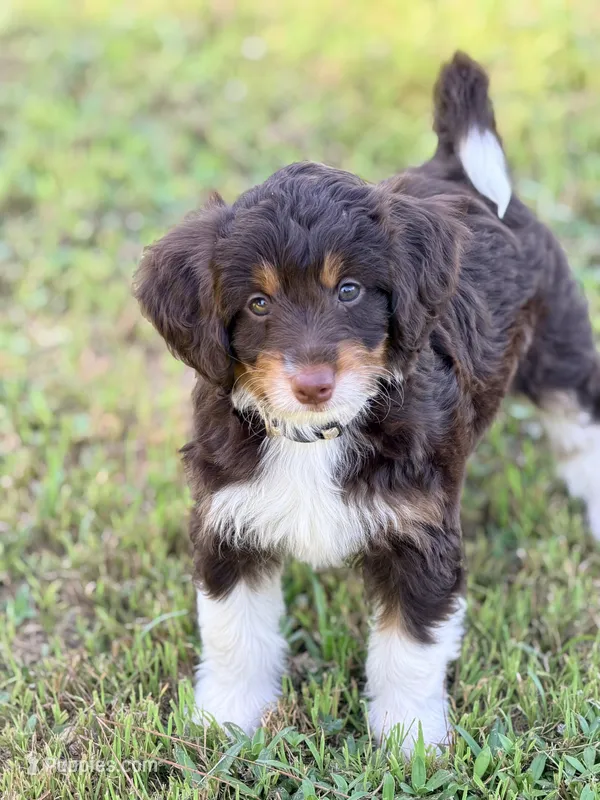 Tan girl – Miniature Aussiedoodle puppy for sale in Houston, TX