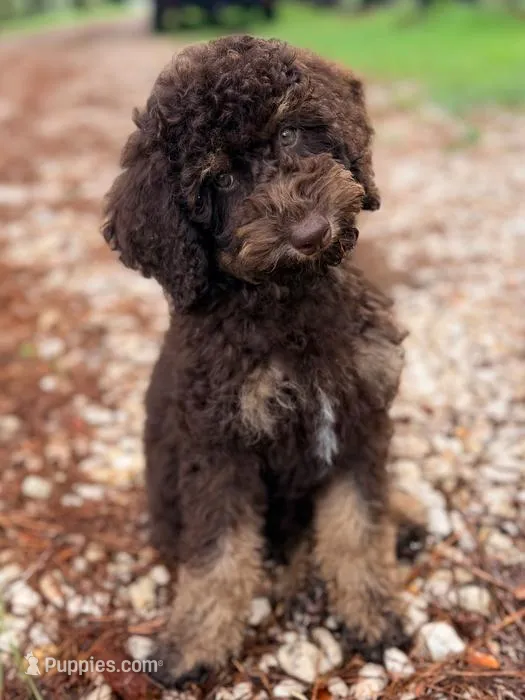 Boy1  – Poodle - Miniature  puppy for sale in Houston, TX