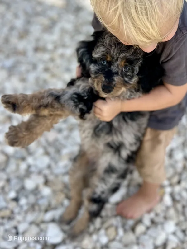 Everest – Aussiedoodle puppy for sale in Houston, TX