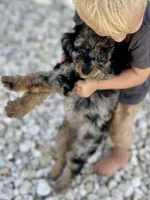 Everest, a female Aussiedoodle for sale in Houston, TX – 1 of 7
