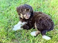Yellow girl, a female Miniature Aussiedoodle for sale in Houston, TX – 2 of 8