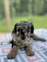 Everest, a female Aussiedoodle for sale in Houston, TX – 6 of 7