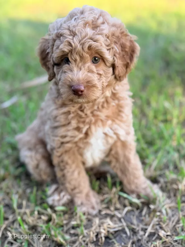 Boy1 – Poodle - Miniature  puppy for sale in Houston, TX