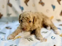 Boy2, a male Poodle - Miniature  for sale in Houston, TX – 4 of 6