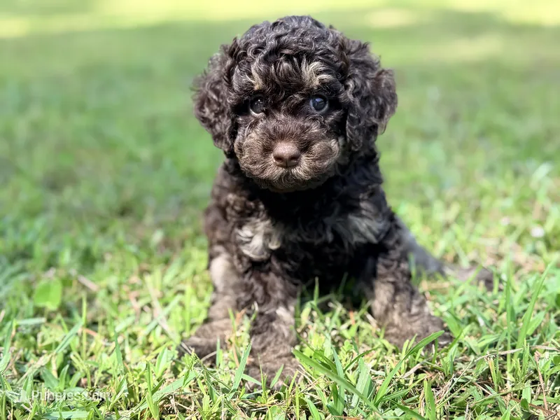 Girl 2 – Poodle - Miniature  puppy for sale in Houston, TX