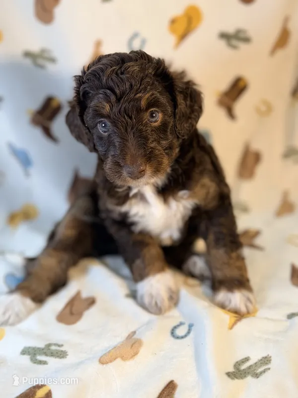 Girl3 – Miniature Aussiedoodle puppy for sale in Houston, TX