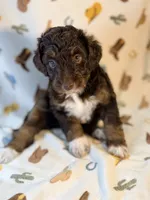 Lime green girl, a female Miniature Aussiedoodle for sale in Houston, TX – 4 of 6