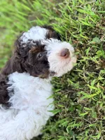 Girl3, a female Poodle - Miniature  for sale in Houston, TX – 3 of 8