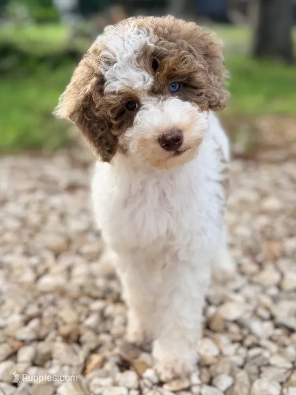 Girl 1 – Poodle - Miniature  puppy for sale in Houston, TX