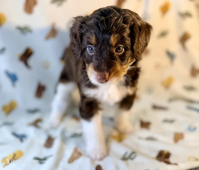 Girl1 – Miniature Aussiedoodle puppy for sale in Houston, TX