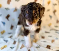 Tan girl, a female Miniature Aussiedoodle for sale in Houston, TX – 5 of 8