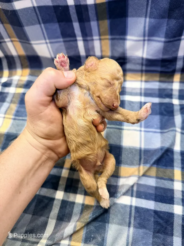 Boy2 – Poodle - Miniature  puppy for sale in Houston, TX
