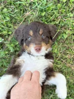 Tan girl, a female Miniature Aussiedoodle for sale in Houston, TX – 4 of 8