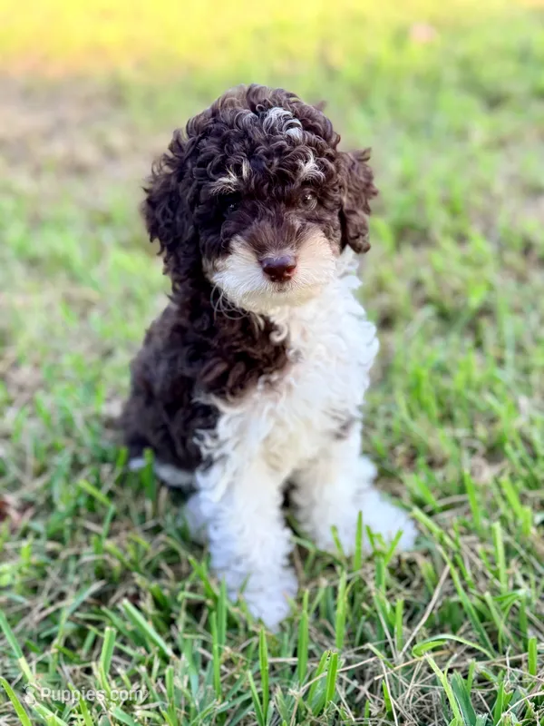 Girl1 – Poodle - Miniature  puppy for sale in Houston, TX