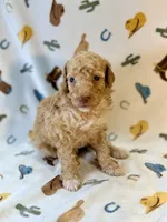 Boy2, a male Poodle - Miniature  for sale in Houston, TX – 5 of 6