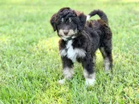 Green boy, a male Miniature Aussiedoodle for sale in Houston, TX – 2 of 7