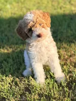 Girl1 , a female Poodle - Miniature  for sale in Houston, TX – 3 of 10